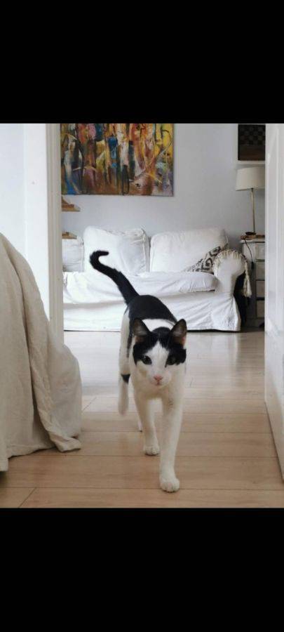 Mika, gato en adopción en Málaga - foto 2