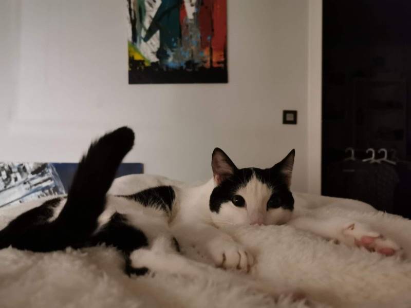 Mika, gato en adopción en Málaga - foto 3