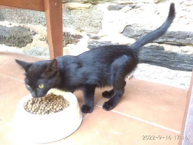 Gata, gato en adopción en Leon - foto principal