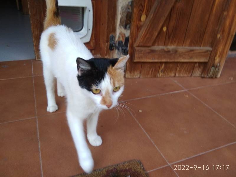 Gata, gato en adopción en Leon - foto 2