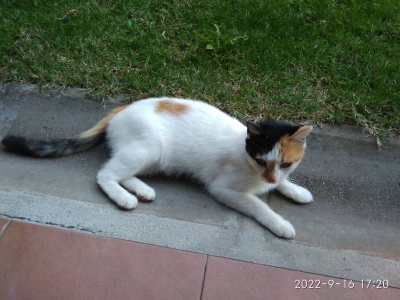 Gata, gato en adopción en Leon - foto 3