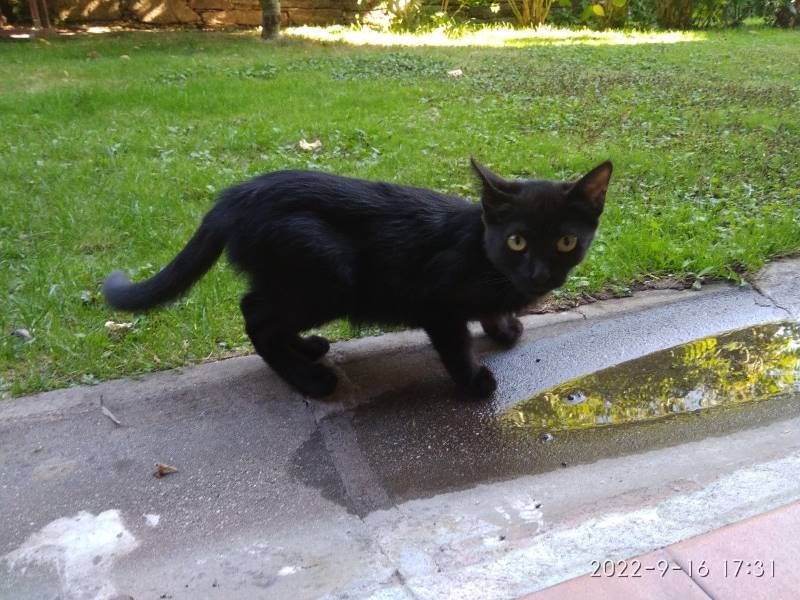 Gata, gato en adopción en Leon - foto 4