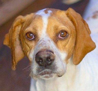 Sesmera, perro en adopción en Soria - foto principal