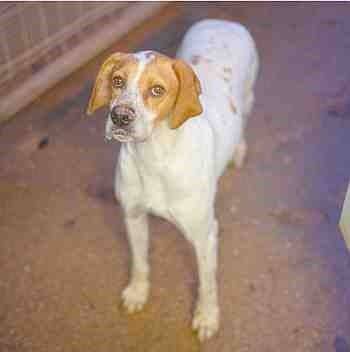 Sesmera, perro en adopción en Soria - foto 2