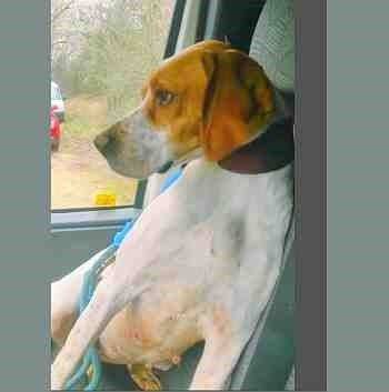 Sesmera, perro en adopción en Soria - foto 3