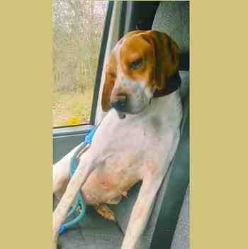 Sesmera, perro en adopción en Soria - foto 4