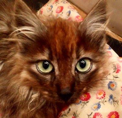 Fermín, gato en adopción en Soria - foto principal