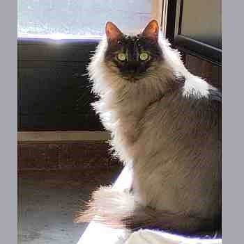 Fermín, gato en adopción en Soria - foto 2