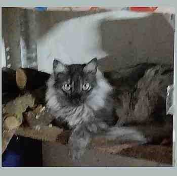Fermín, gato en adopción en Soria - foto 4