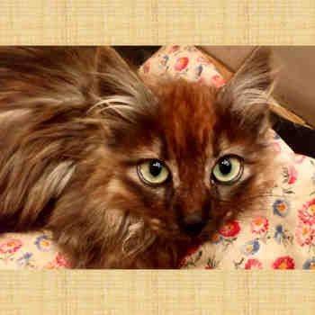 Fermín, gato en adopción en Soria - foto 3