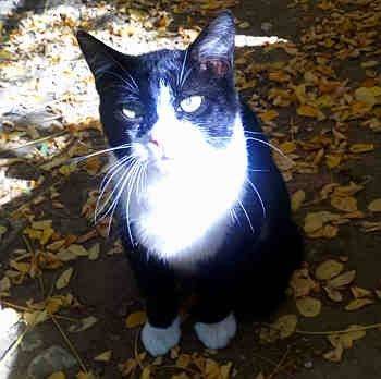 Batman, gato en adopción en Soria - foto 2
