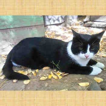 Batman, gato en adopción en Soria - foto 3