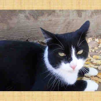 Batman, gato en adopción en Soria - foto 4