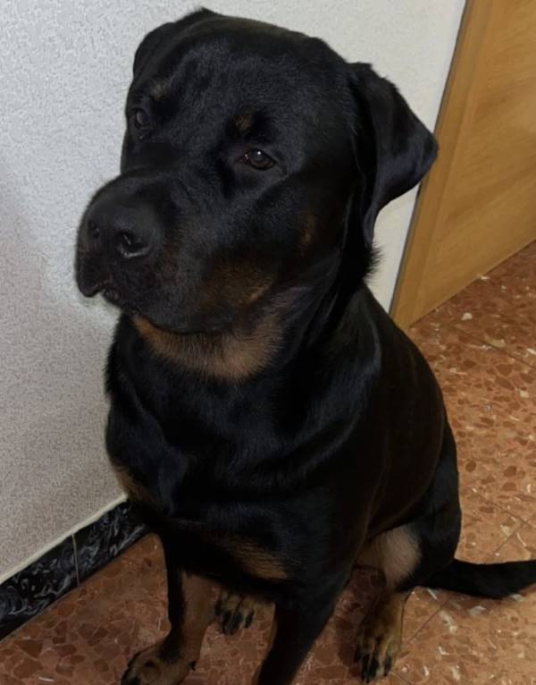 Backie, perro en adopción en Barcelona - foto principal