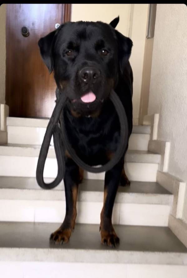 Backie, perro en adopción en Barcelona - foto 2