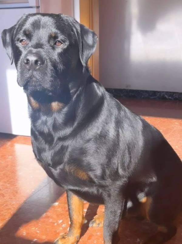 Backie, perro en adopción en Barcelona - foto 3