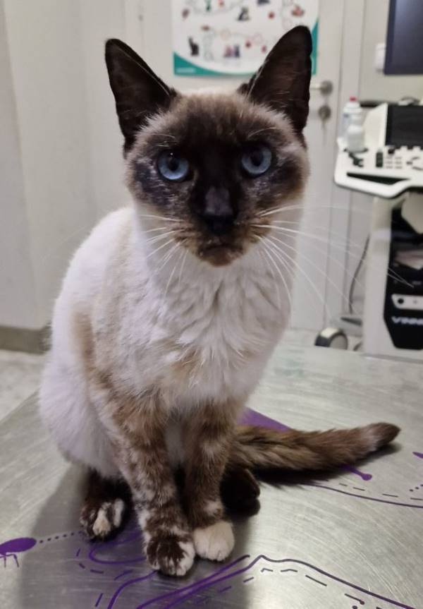 Lluna, perro en adopción en Barcelona - foto principal