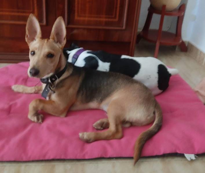 Aitor, perro en adopción en Córdoba - foto 2