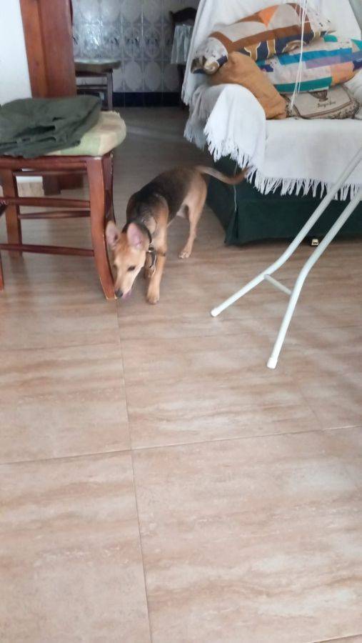 Aitor, perro en adopción en Córdoba - foto 3