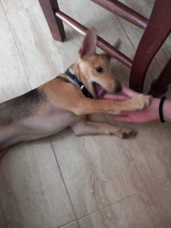 Aitor, perro en adopción en Córdoba - foto 4