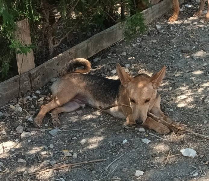 Aitor, perro en adopción en Córdoba - foto principal