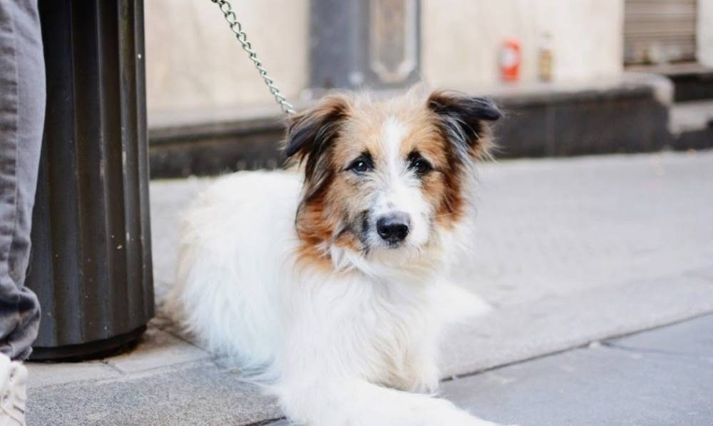 Balto, perro en adopción en Vizcaya - foto principal