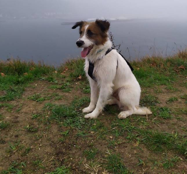 Balto, perro en adopción en Vizcaya - foto 3