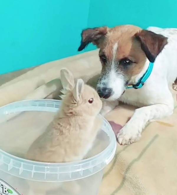 Balto, perro en adopción en Vizcaya - foto 4