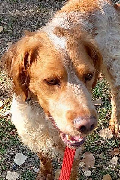 Mus, perro en adopción en Soria - foto principal