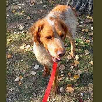 Mus, perro en adopción en Soria - foto 2