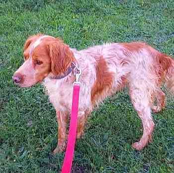 Mus, perro en adopción en Soria - foto 3
