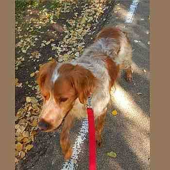 Mus, perro en adopción en Soria - foto 4