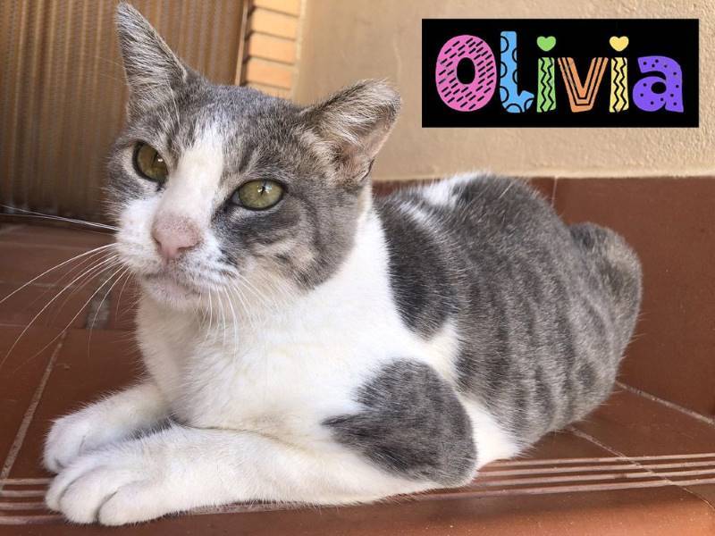 Olivia, gato en adopción en Ciudad Real - foto principal