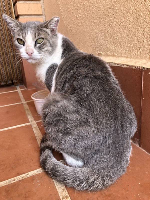 Olivia, gato en adopción en Ciudad Real - foto 2