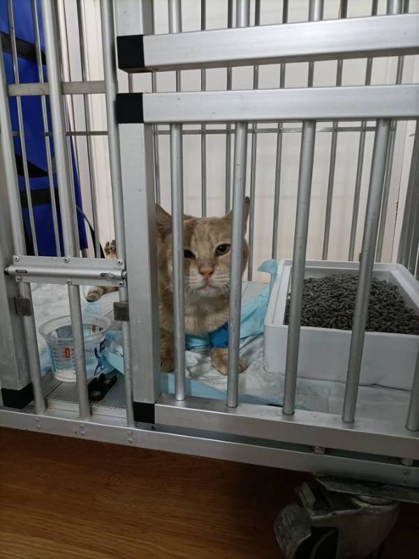 Nico, gato en adopción en Murcia - foto principal