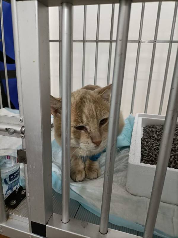 Nico, gato en adopción en Murcia - foto 2
