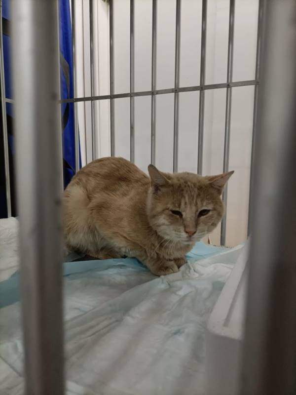 Nico, gato en adopción en Murcia - foto 3