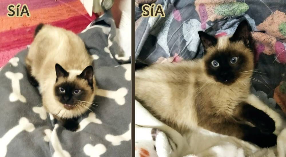 Sía, gato en adopción en Ciudad Real - foto principal