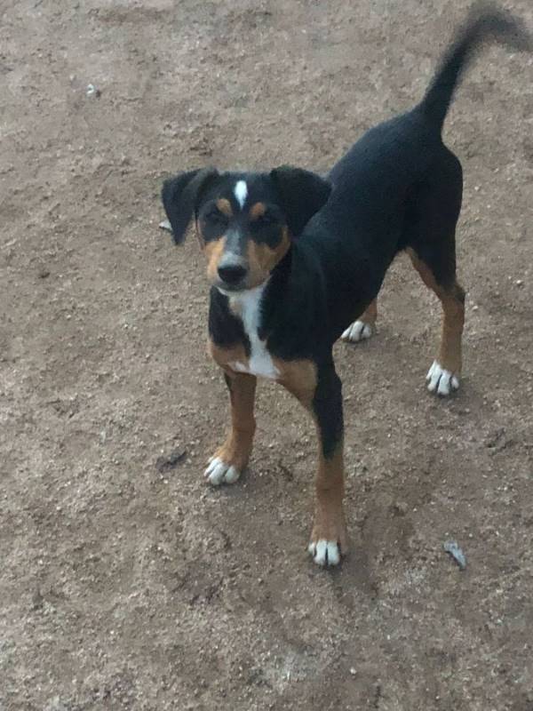 Aragorn, perro en adopción en Córdoba - foto principal