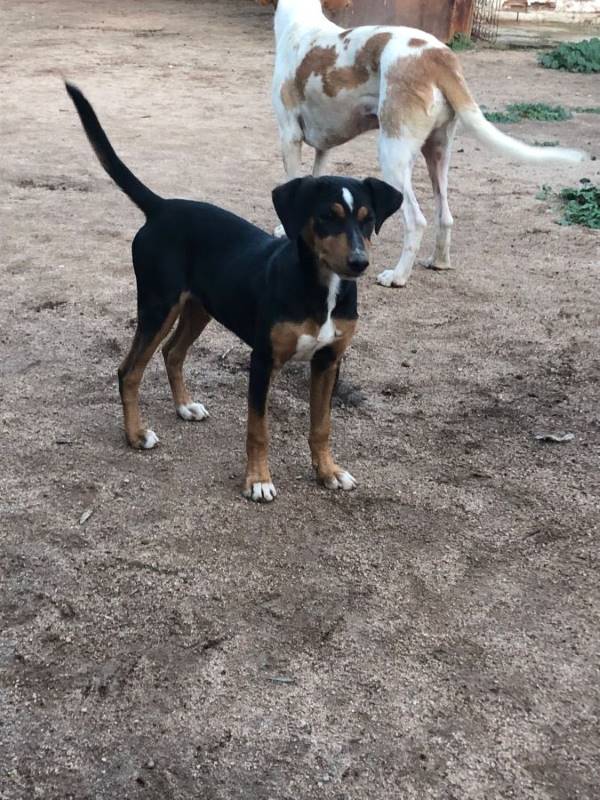 Aragorn, perro en adopción en Córdoba - foto 2