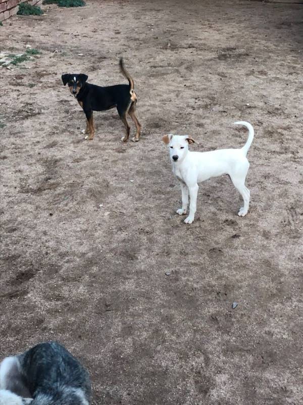 Aragorn, perro en adopción en Córdoba - foto 3