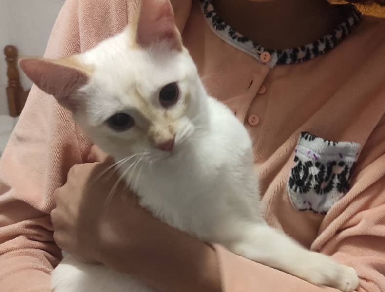 Milo y luna, gato en adopción en Sevilla - foto principal