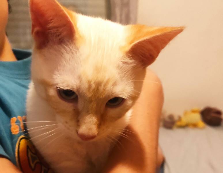 Milo y luna, gato en adopción en Sevilla - foto 2