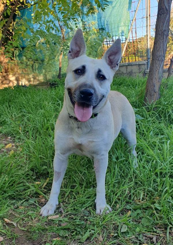 Dora, perro en adopción en Huelva - foto 2