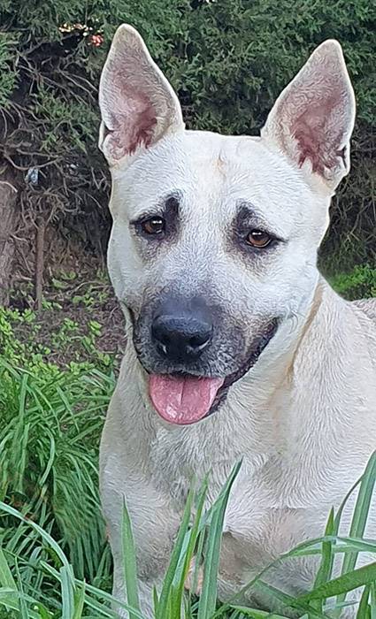 Dora, perro en adopción en Huelva - foto 3