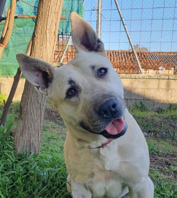 Dora, perro en adopción en Huelva - foto principal