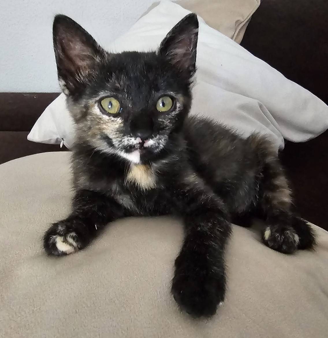 MOLLY, gato en adopción en Madrid - foto principal