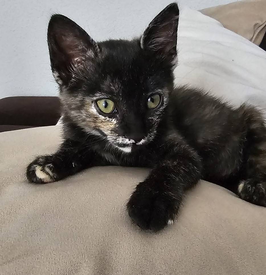 MOLLY, gato en adopción en Madrid - foto 2