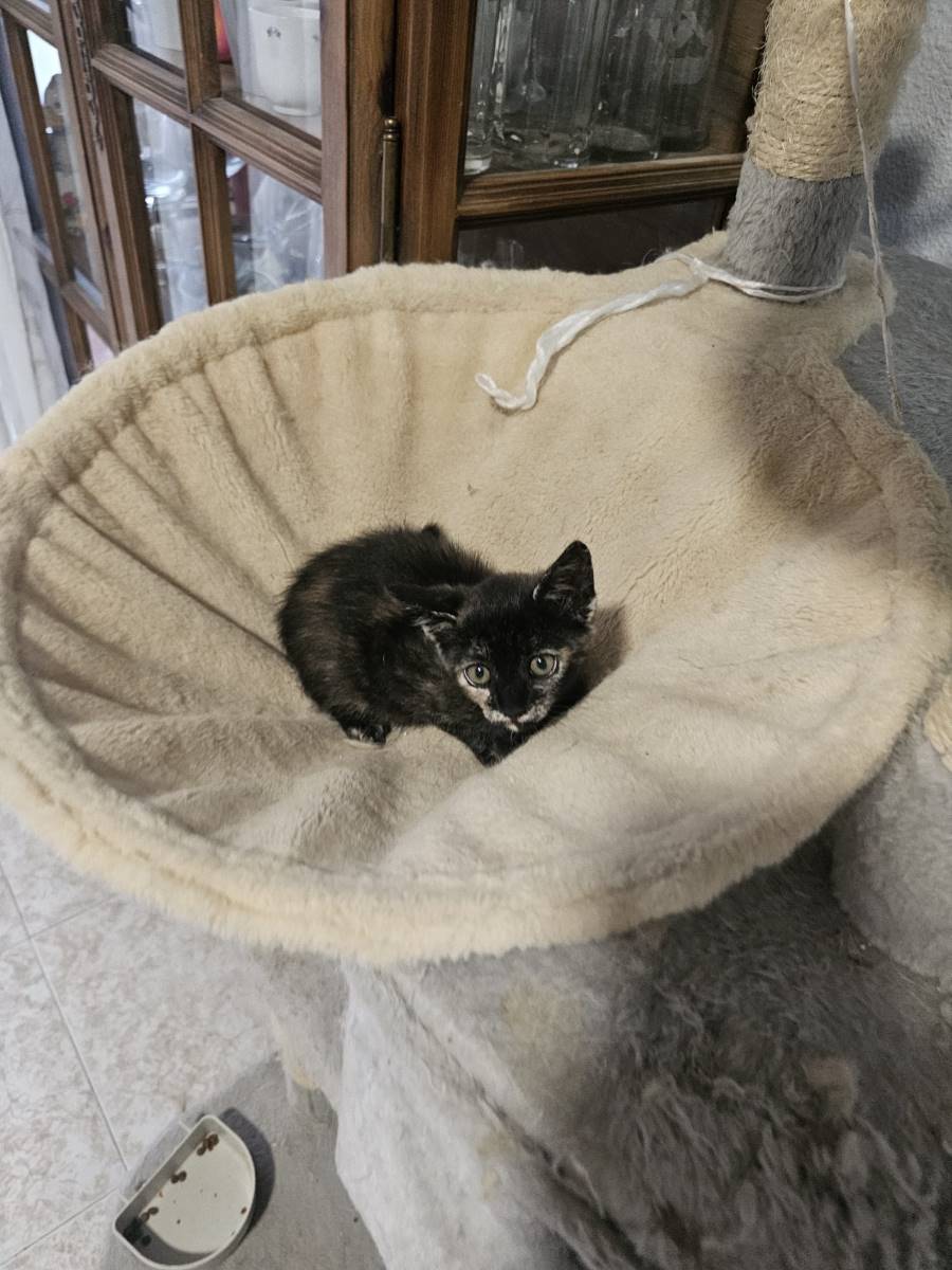 MOLLY, gato en adopción en Madrid - foto 3