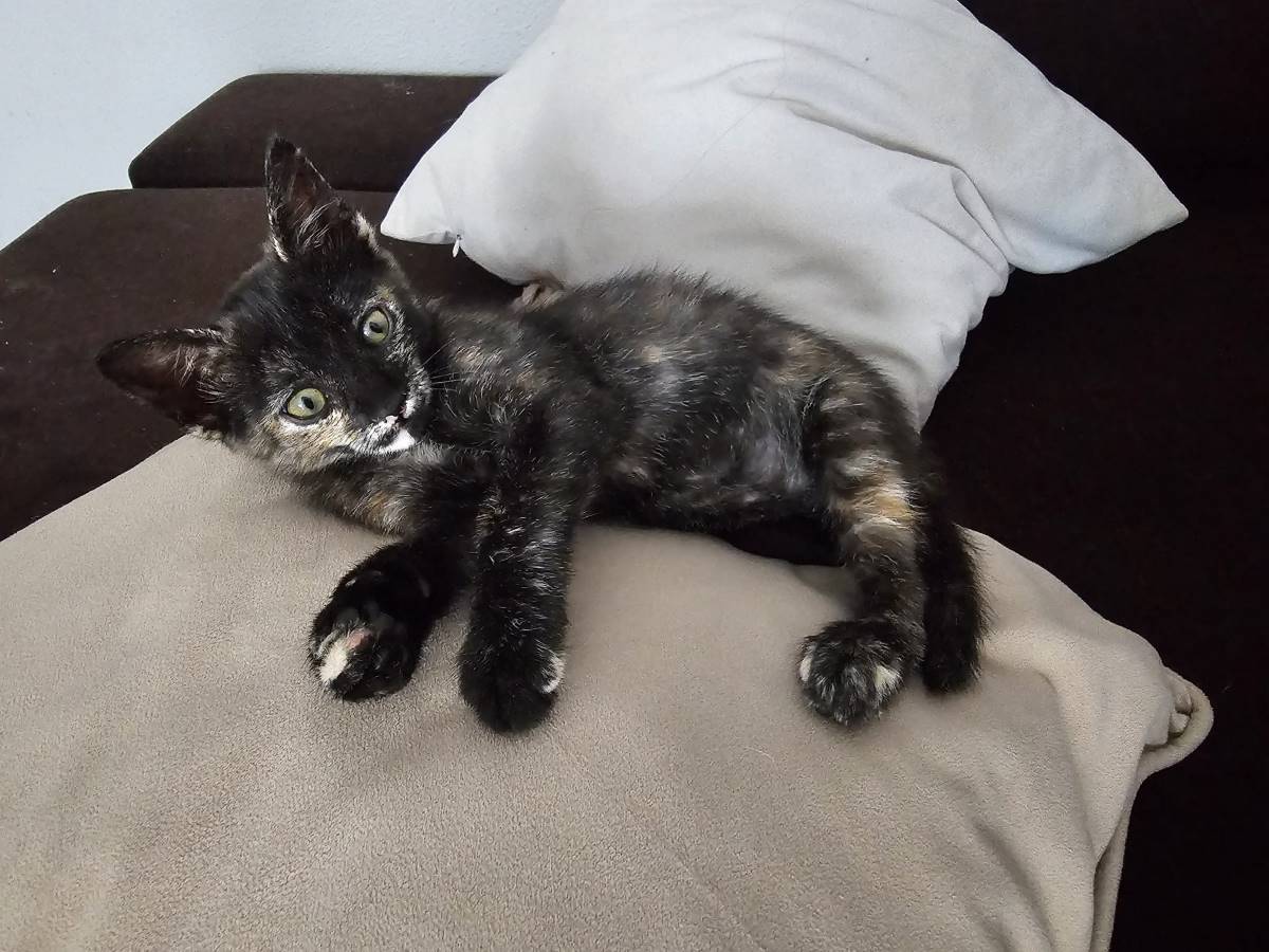 MOLLY, gato en adopción en Madrid - foto 4